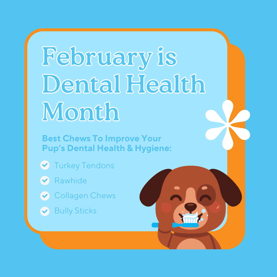 GoGo Pet Products Social Media Marketing - Kristina Nihan Design Marketing UX UI Small Business Contractor