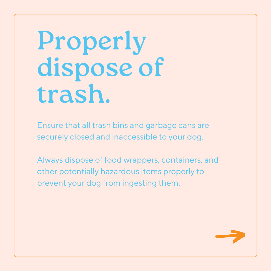 GoGo Pet Products Social Media Marketing - Kristina Nihan Design Marketing UX UI Small Business Contractor