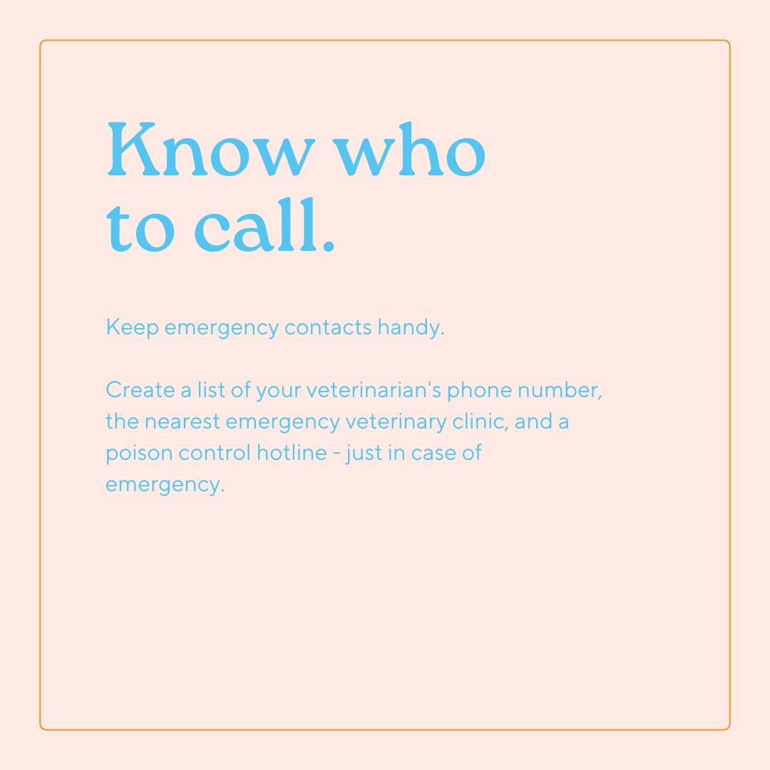 GoGo Pet Products Social Media Marketing - Kristina Nihan Design Marketing UX UI Small Business Contractor