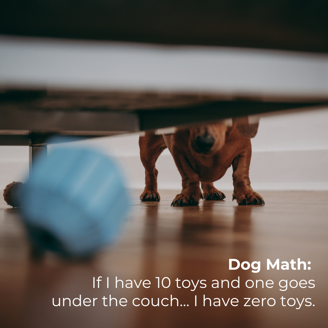 GoGo Pet Products Social Media Marketing - Kristina Nihan Design Marketing UX UI Small Business Contractor