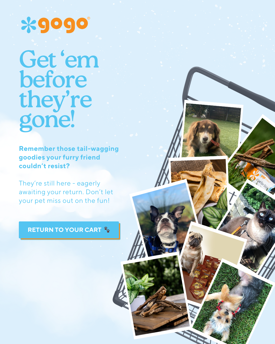 GoGo Pet Products Email Newsletter Marketing - Kristina Nihan Design Marketing UX UI Small Business Contractor