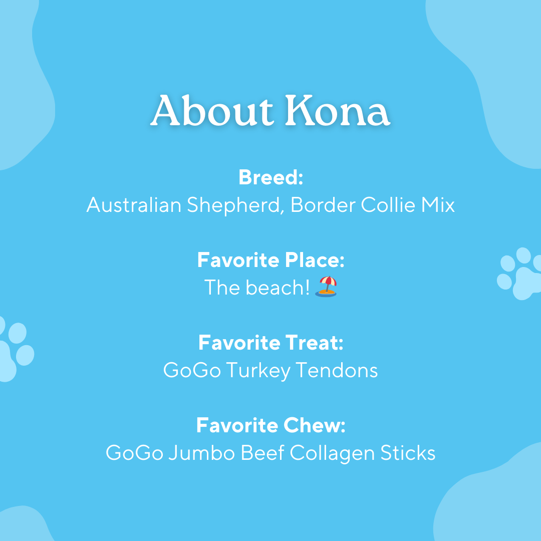 GoGo Pet Products Social Media Marketing - Kristina Nihan Design Marketing UX UI Small Business Contractor