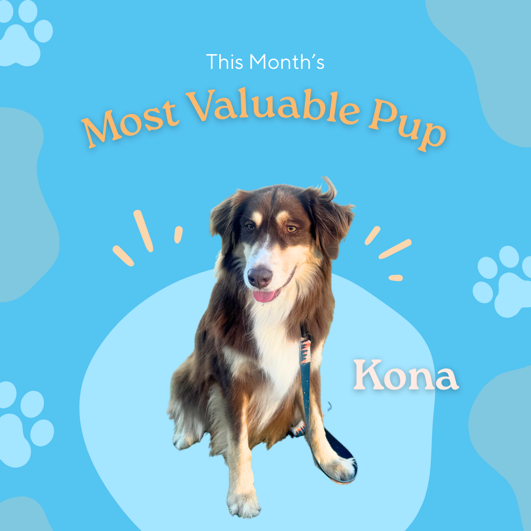 GoGo Pet Products Social Media Marketing - Kristina Nihan Design Marketing UX UI Small Business Contractor