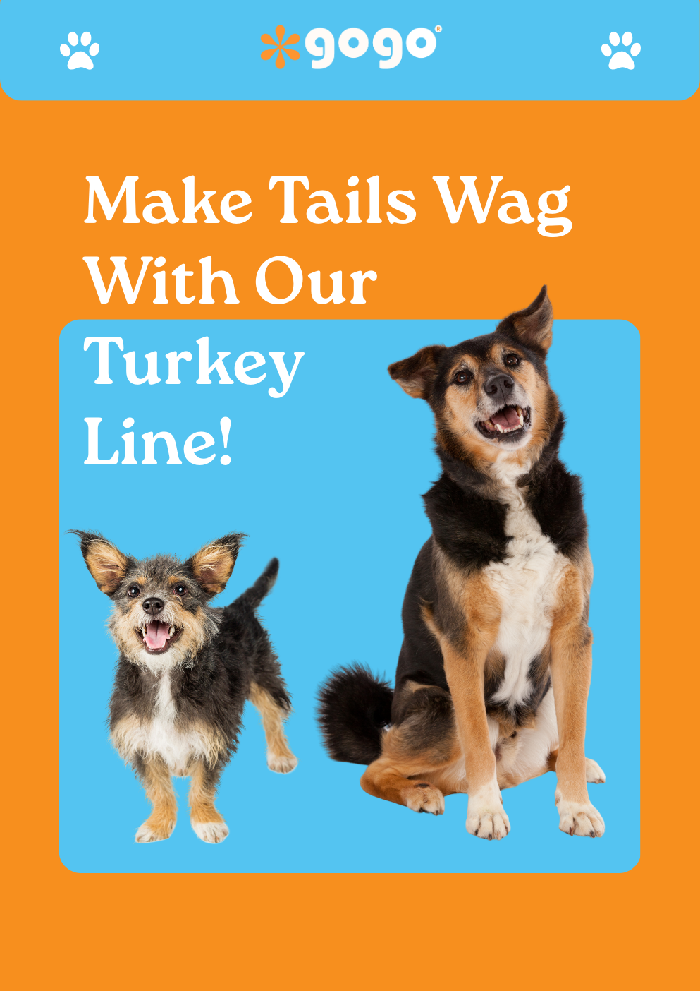 GoGo Pet Products Email Newsletter Marketing - Kristina Nihan Design Marketing UX UI Small Business