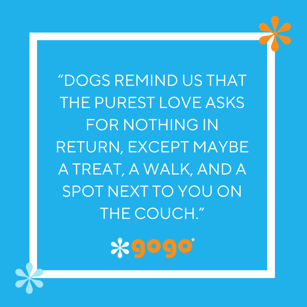 GoGo Pet Products Social Media Marketing - Kristina Nihan Design Marketing UX UI Small Business Contractor