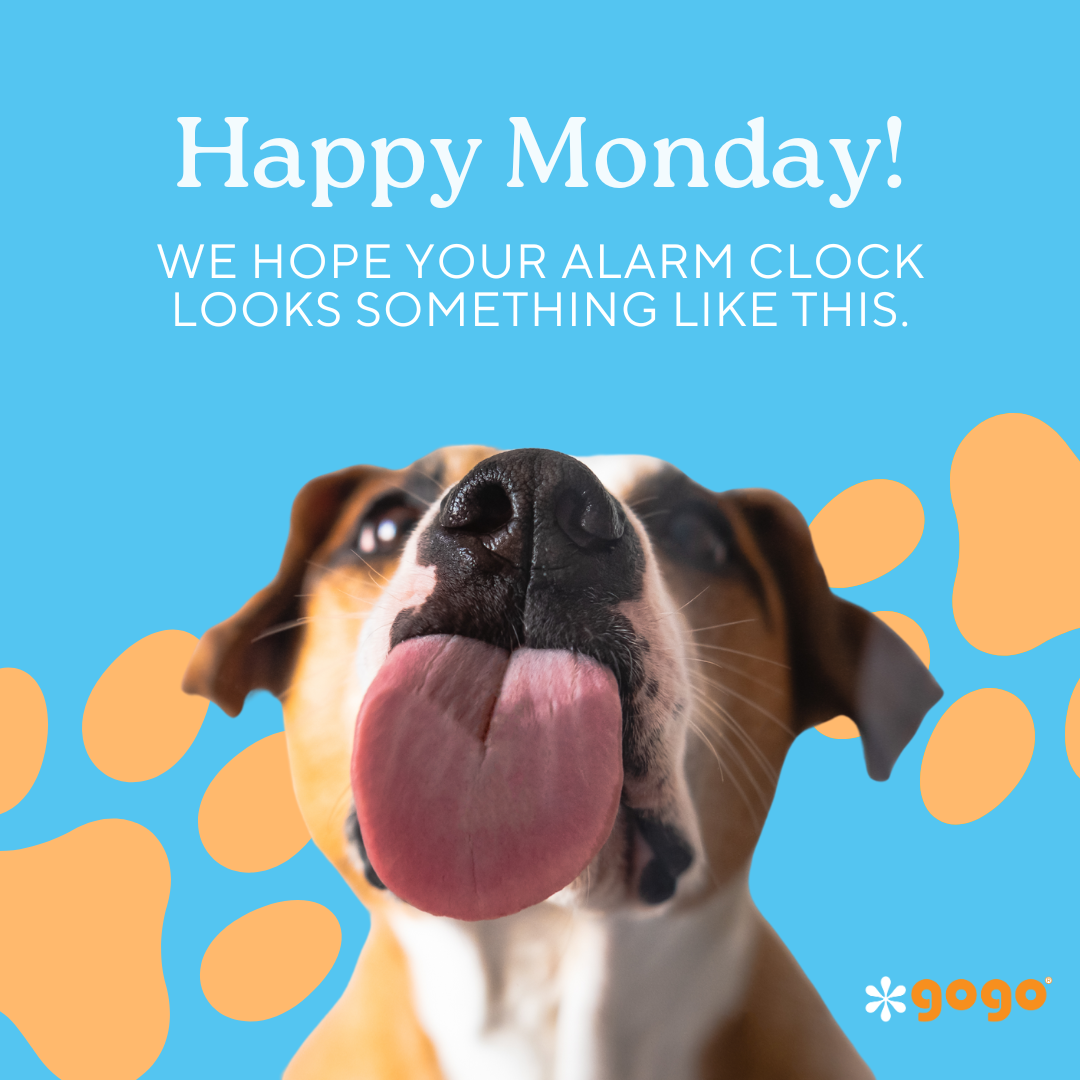 GoGo Pet Products Social Media Marketing - Kristina Nihan Design Marketing UX UI Small Business Contractor