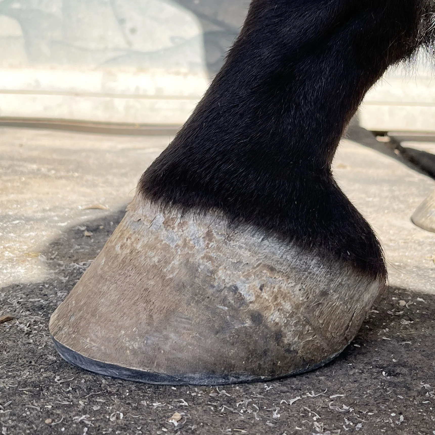 Close-up of a horse's hoof and leg, showing the black hair on the leg and the worn, dirt-covered hoof resting on the ground.