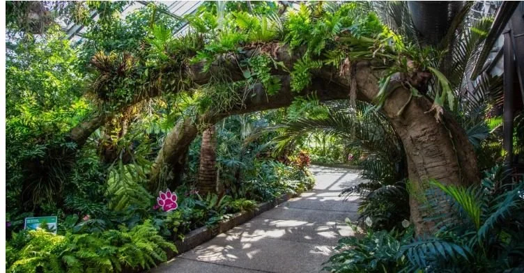 Enmax Conservatory Tree Bridge.jpeg