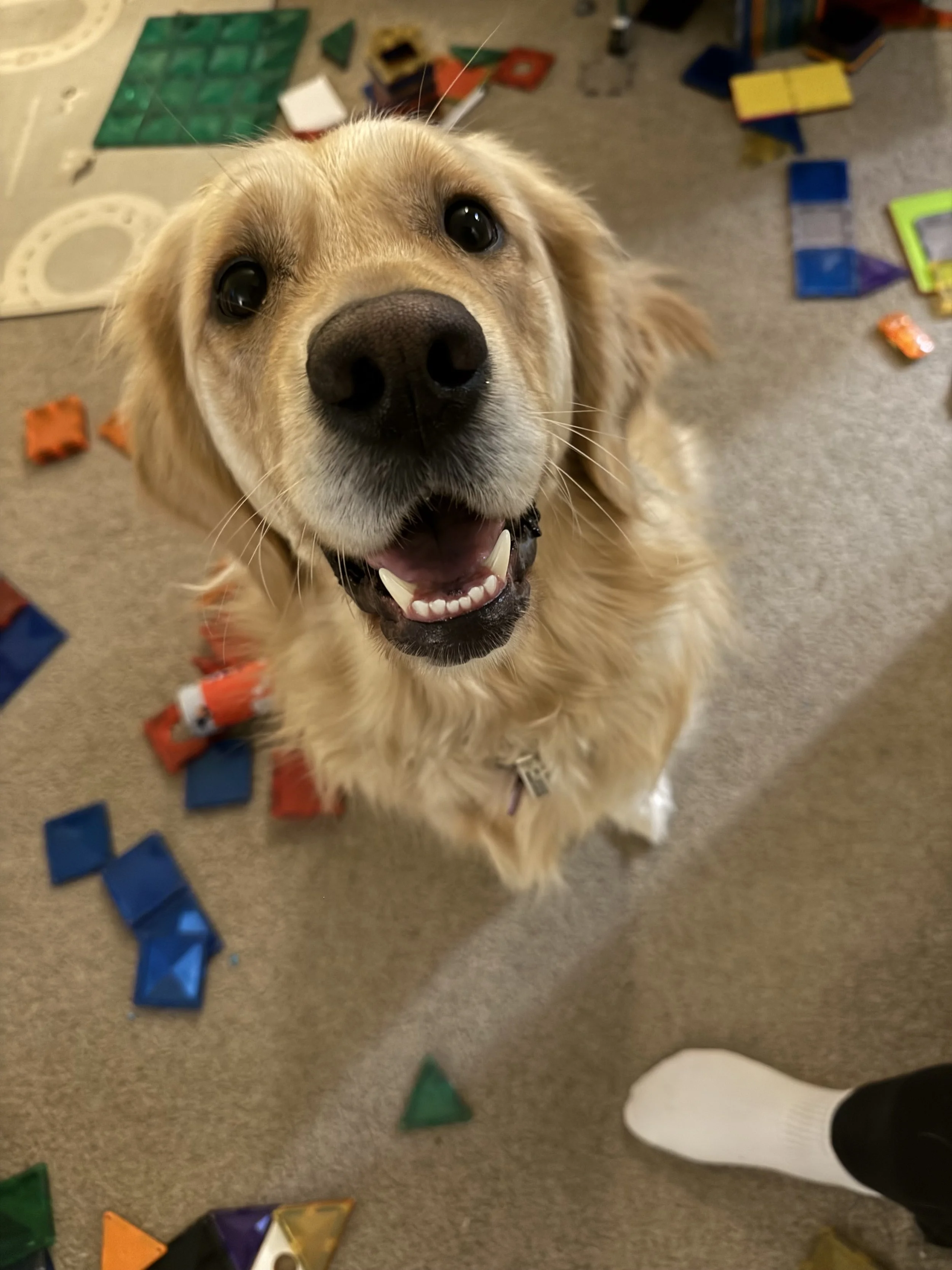 Close-up of a golden retriever looking up with a happy expression, surrounded by scattered colorful building blocks on a carpeted floor.