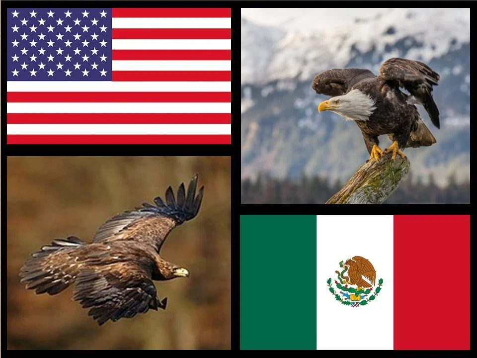 Eagles!&nbsp; Their Lives, Symbolism and Cultural Significance.  Featuring live eagles!