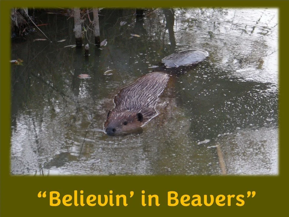“Believin’ in Beavers”