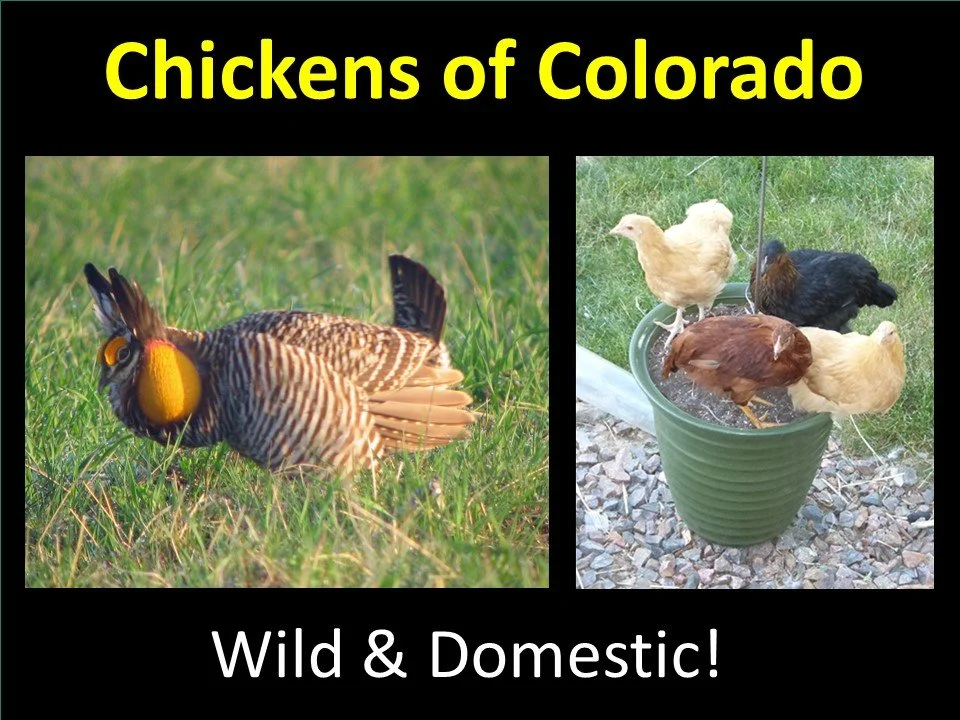 “Chickens of Colorado!” A fun exploration of our state’s wild chickens AND how to keep domestic chickens at home
