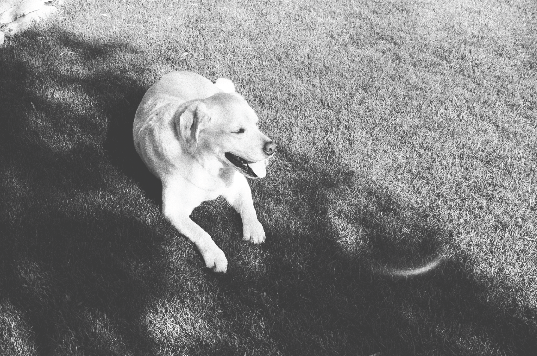A Labrador Retriever dog sitting on grass with its tongue slightly out, in black and white, with shadows cast on the grass.