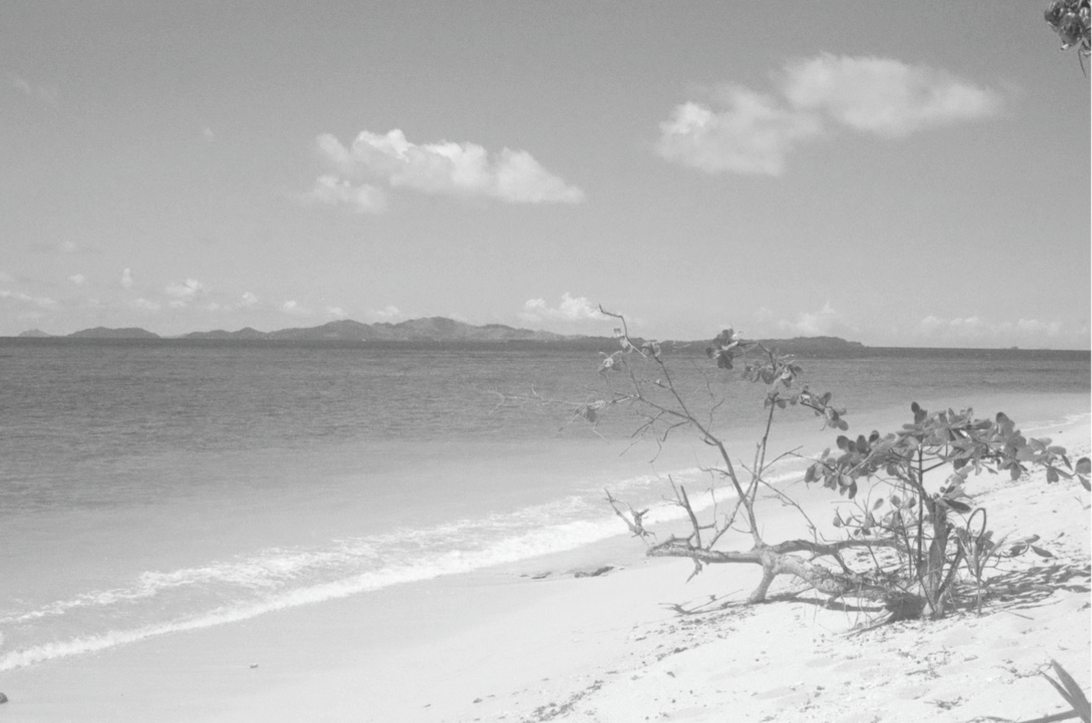 Black and white photo of a beach with a tree on the sand, calm ocean waters, and distant islands or mountains under a partly cloudy sky.