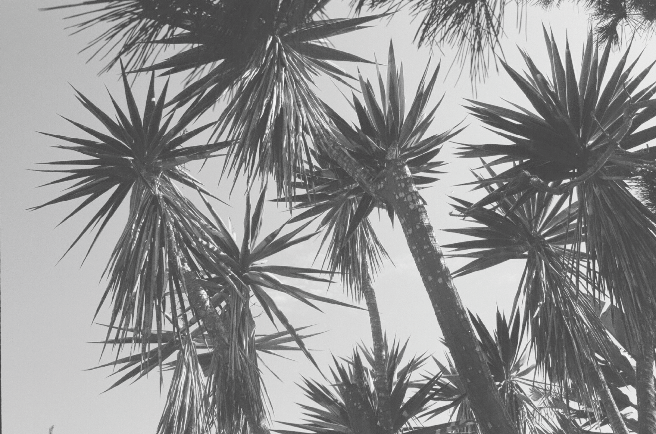 Black and white photo of tall, spiky desert trees with long leaves extending outward, against a plain sky.