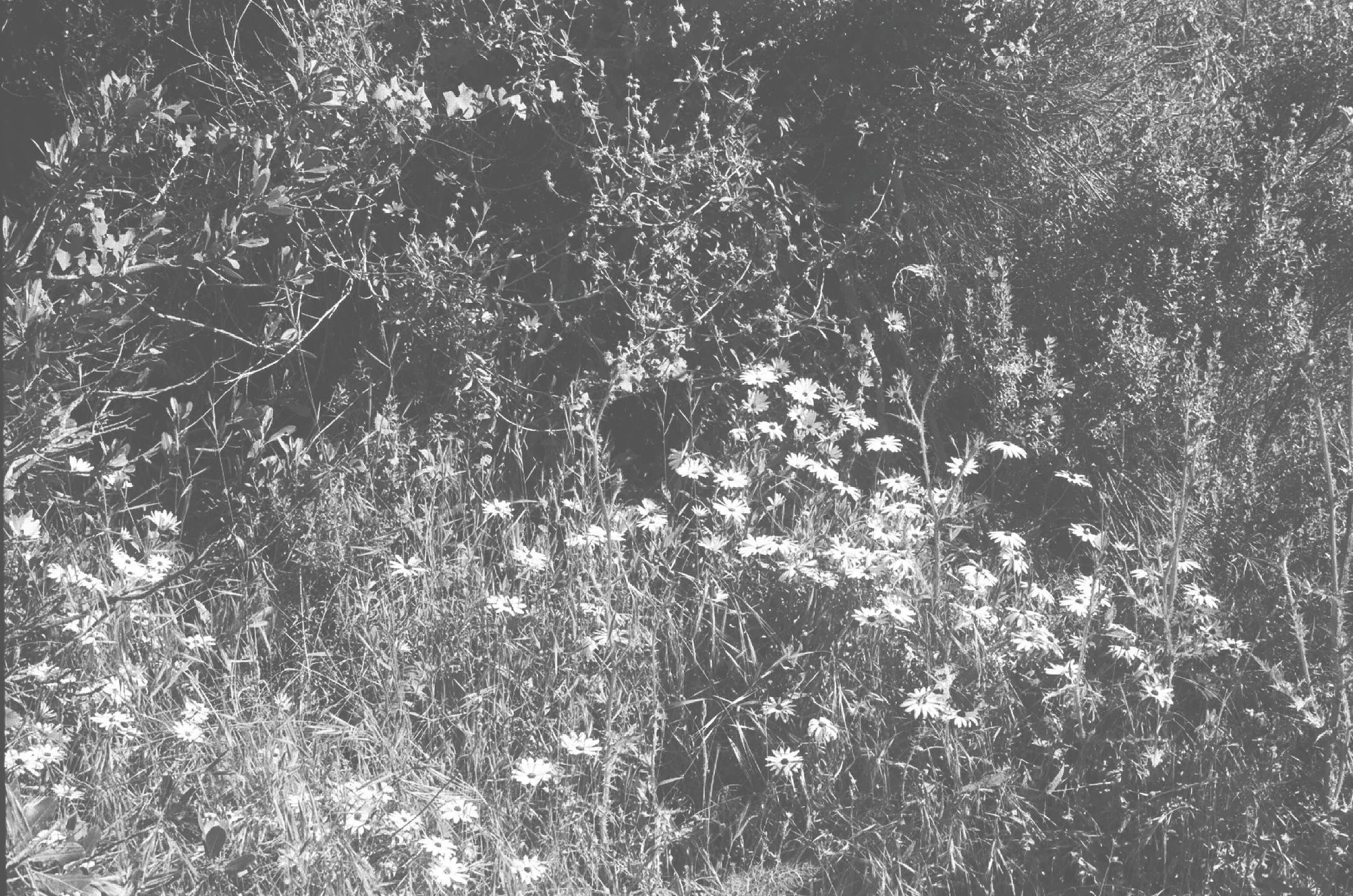Black and white photograph of wildflowers and bushes in a natural setting.