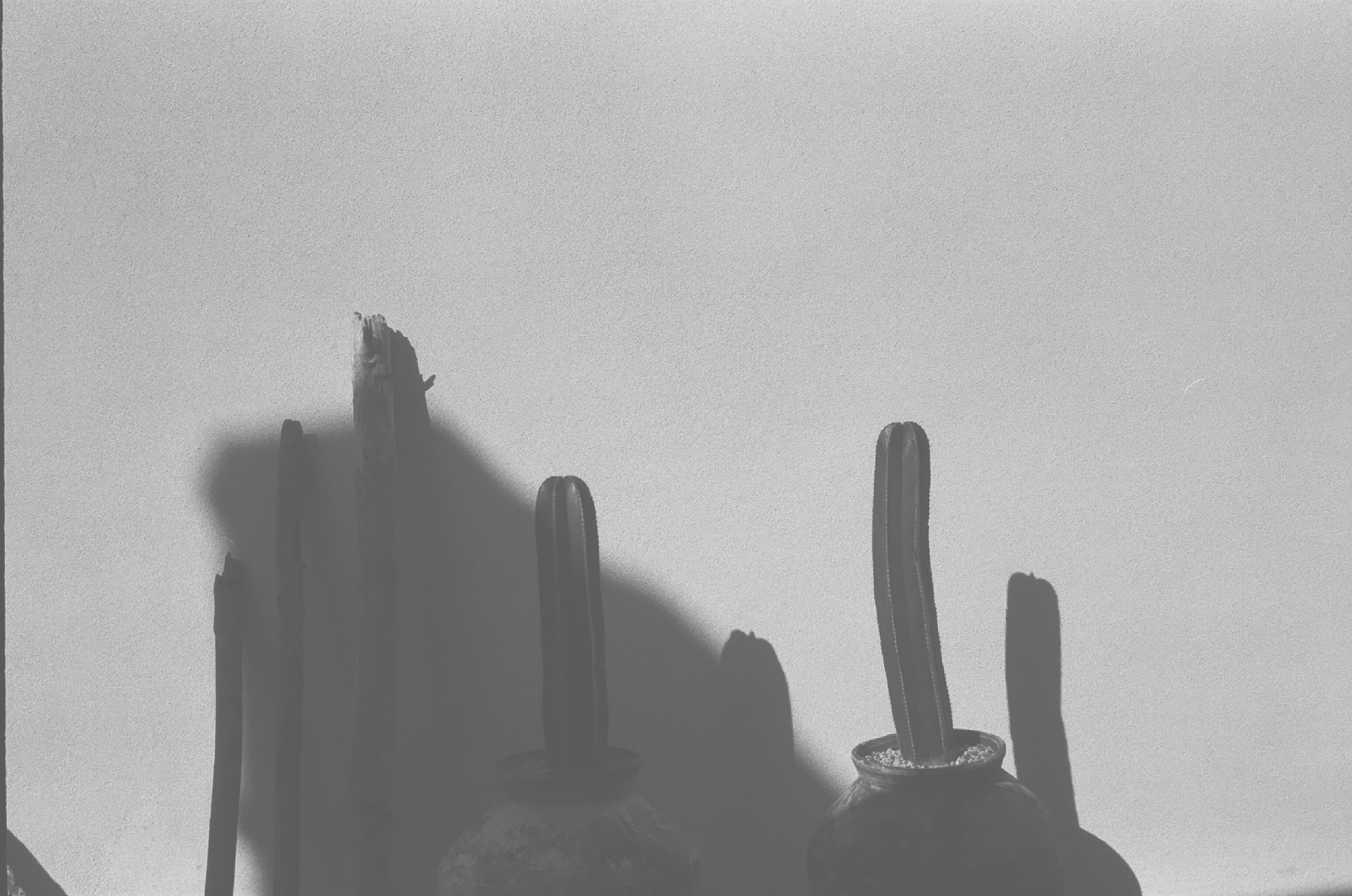 Black and white photo of three vases with cacti, casting shadows on a plain wall.