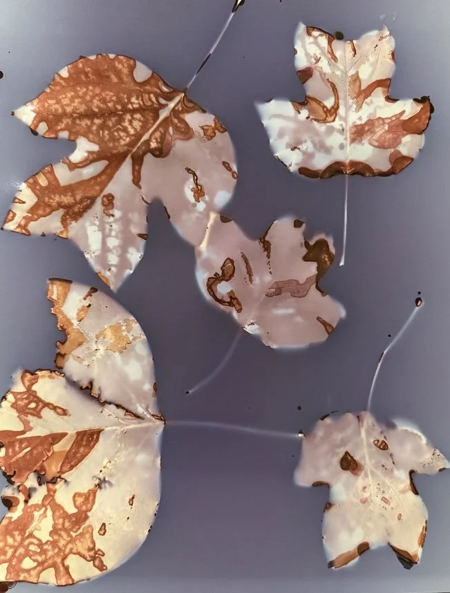 Phytograms with Rebecca Ustrell