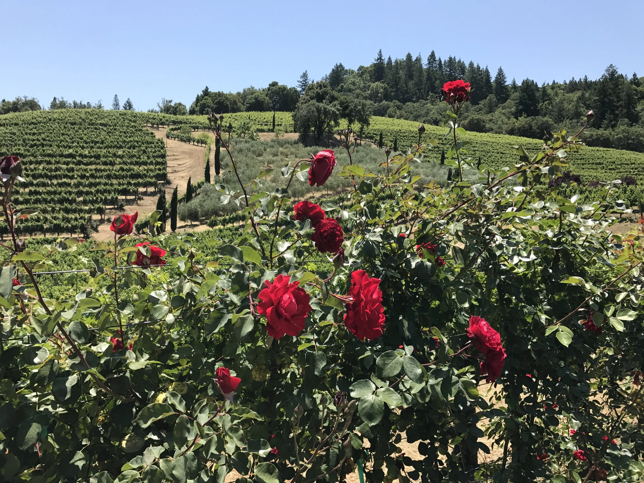 Dry Creek Valley, California