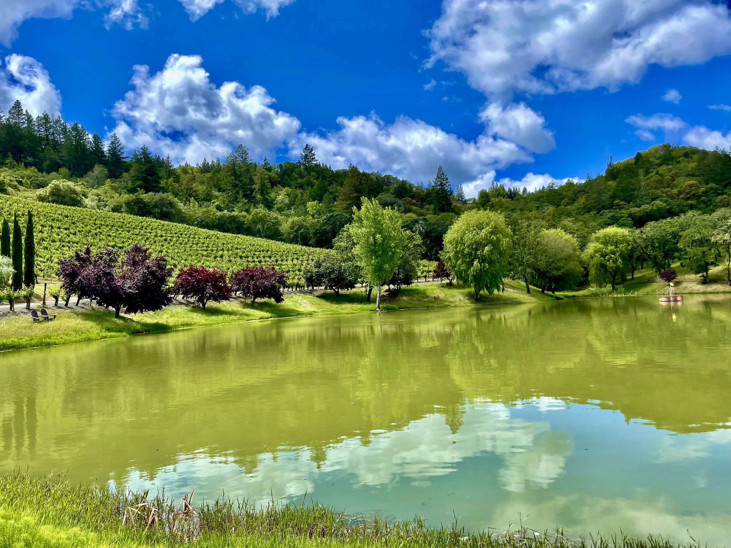 Dry Creek Valley, California