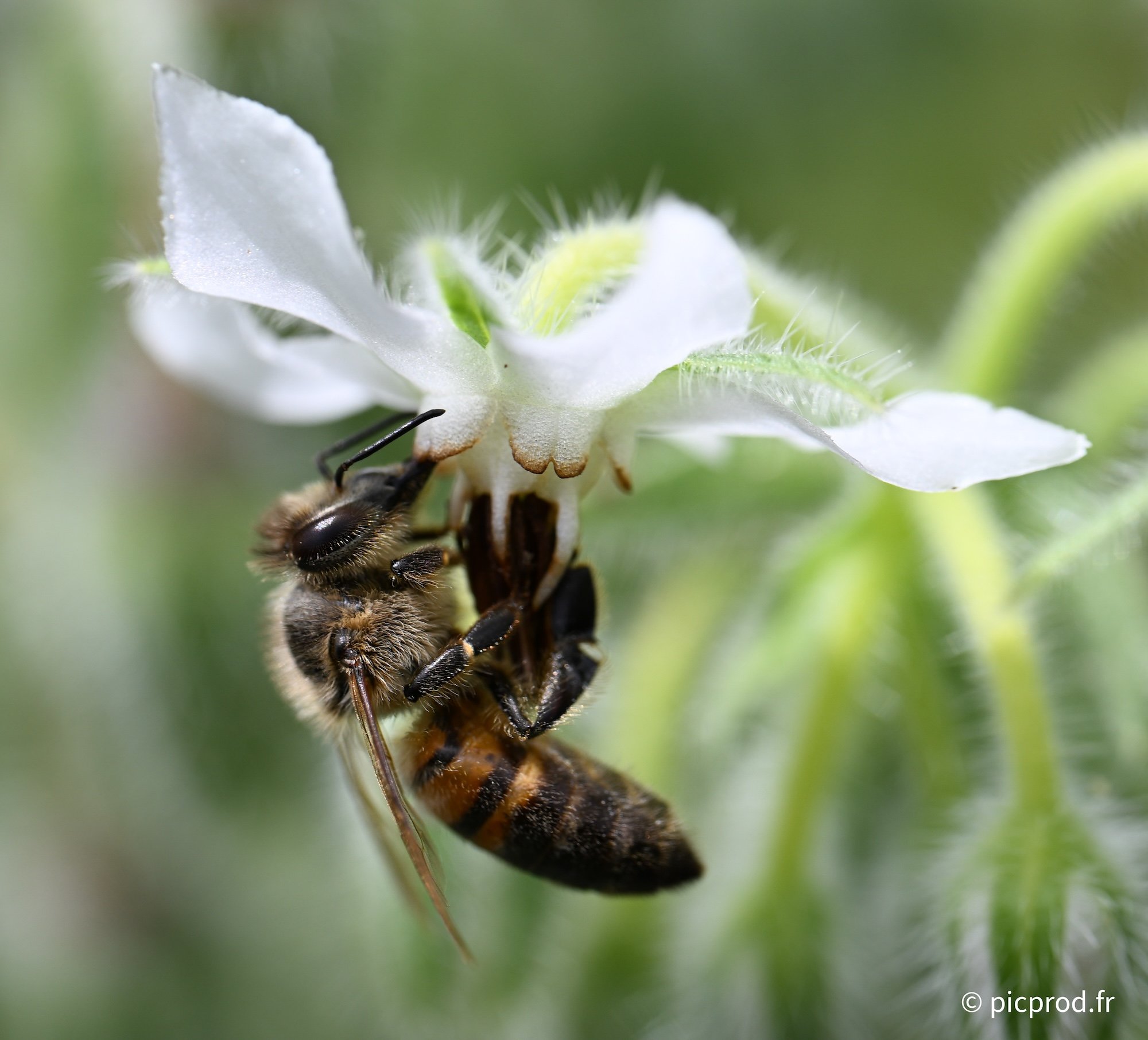 abeille-18.jpg