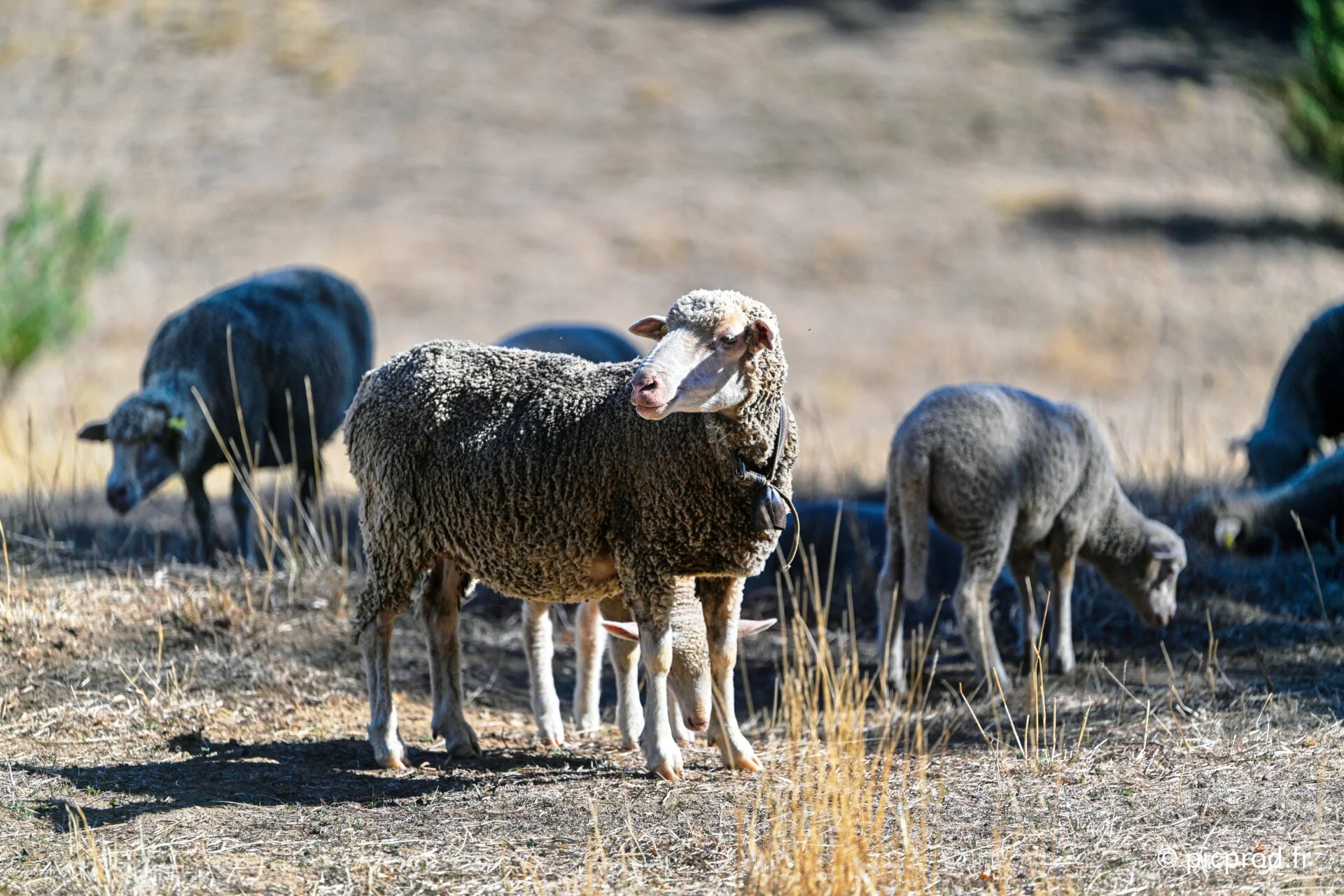 DSC_4625_DxO.jpg