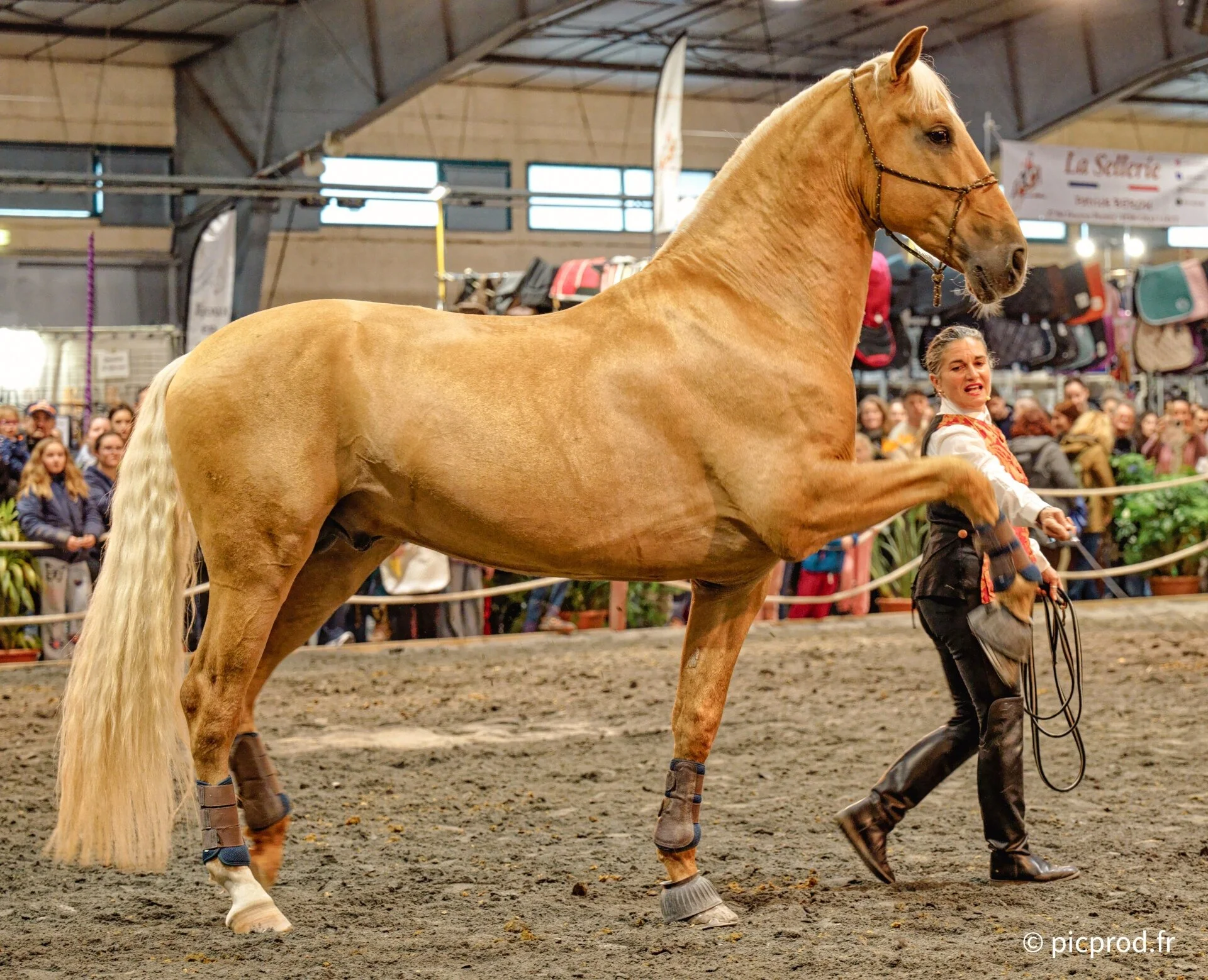 Salon du Cheval Albi 2026 | Adrénaline, entre Terre et Eau
