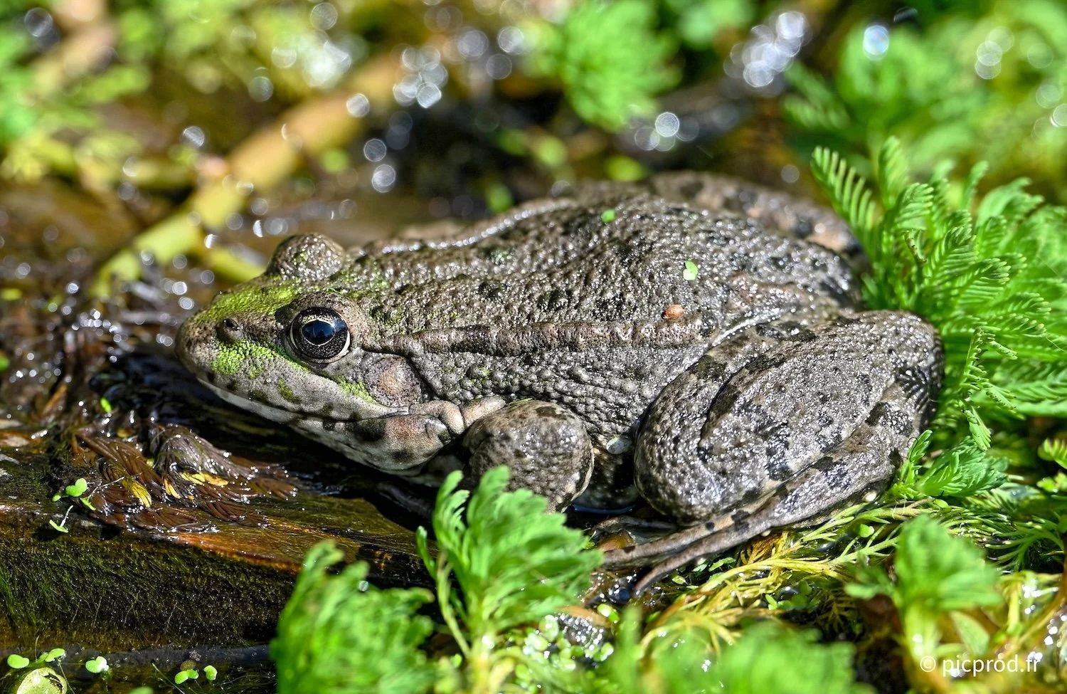 grenouillle-2.jpg