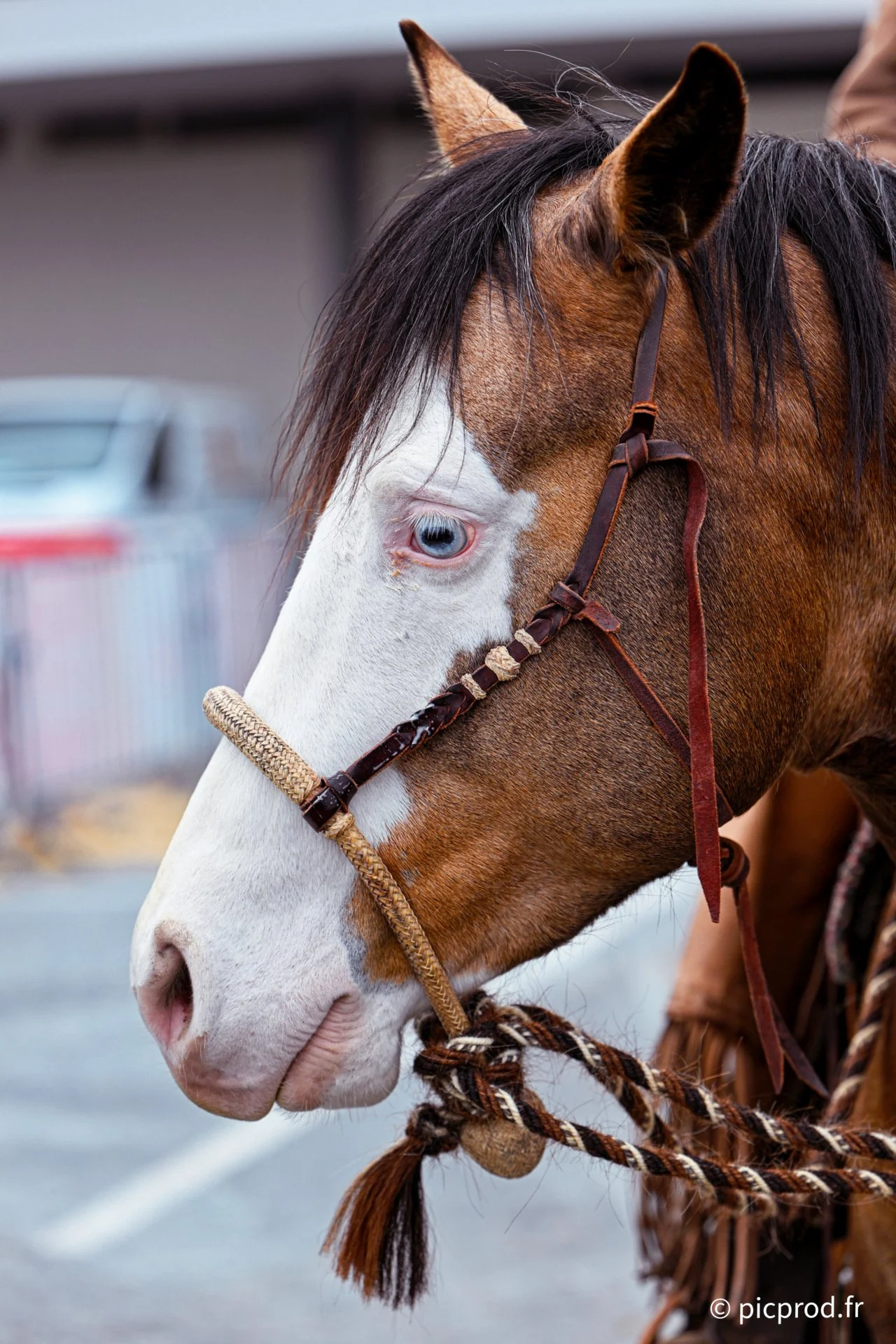 DSC_0771_DxO.jpg