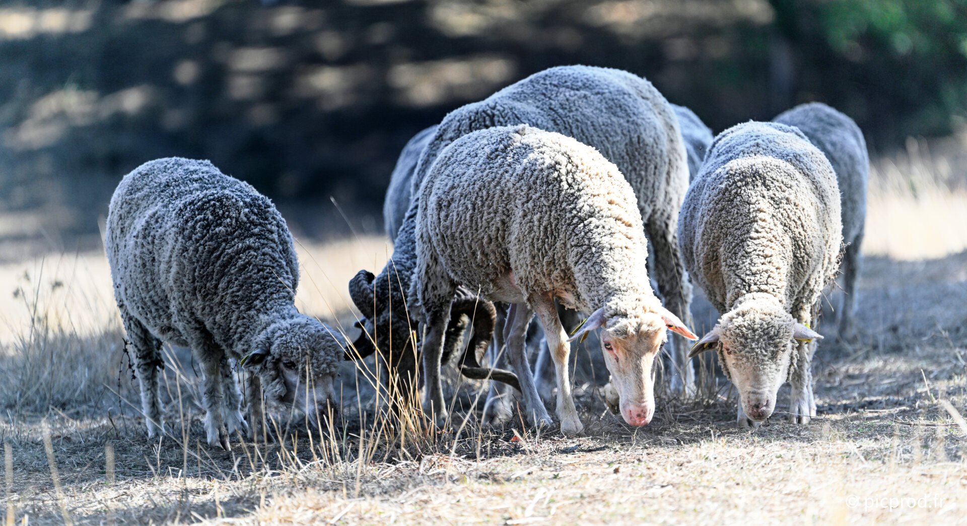 DSC_4626_DxO.jpg