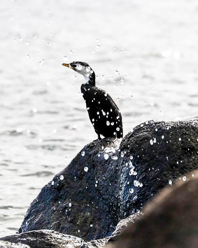 _
⁡
Let it flow. Be the flow. 
⁡
⁡
⁡
#beautyinthemundane 
#my_eos_photo #canoneosrp #myworldinonepicture #genic_mag #travelphotography #naturetravel #natureadventure #roadtrip #spring #newzealand #northislandnz #laketaupo #taupo #birdphotography #cor