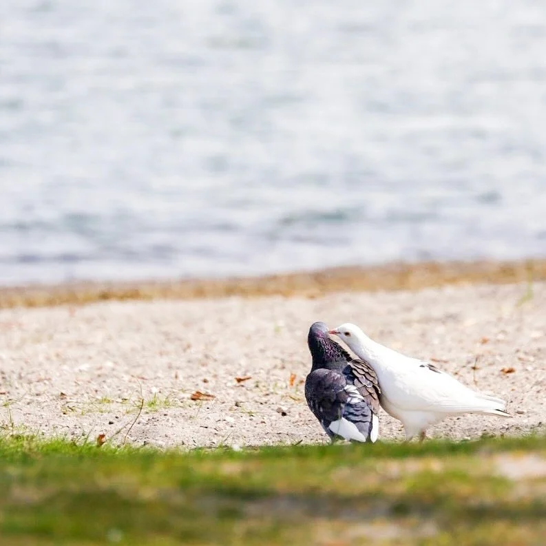 _
⁡
Birdwatching 🦆🦢🐦&zwj;⬛🪿🦜
⁡
⁡
⁡
#beautyinthemundane #newzealand
#my_eos_photo #canoneosrp #myworldinonepicture #genic_mag #travelphotography #naturetravel #natureadventure #northislandnz #nz #taupo #laketaupo #tiritirimatangiisland #nzbirds #