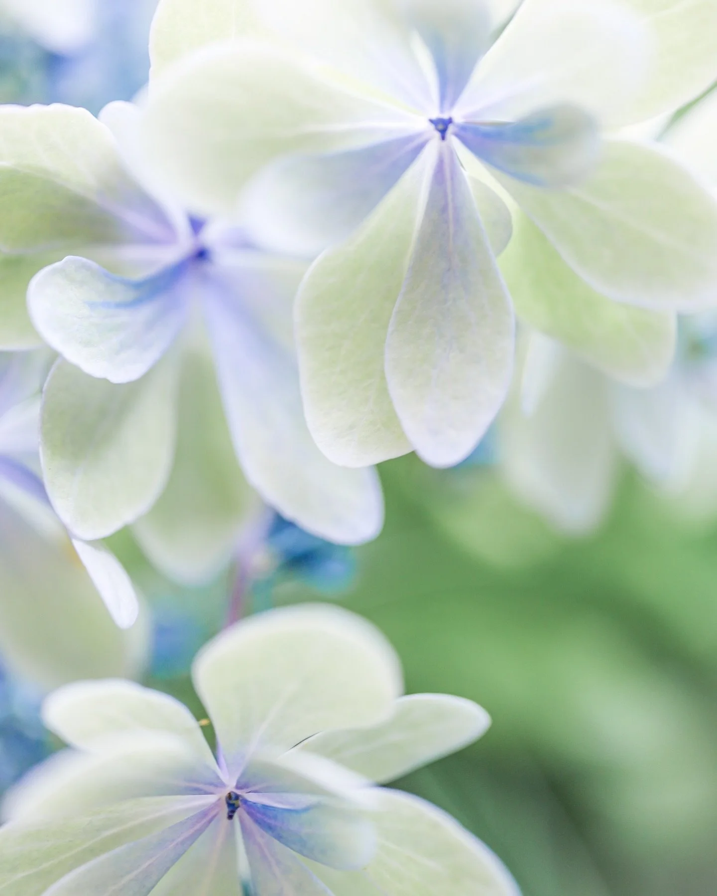 _
⁡
Every raindrop is a step towards summer.
⁡
瞬く間に
花は葉になり
風は熱を連れてきて
雨が待ったをかけるけど
⁡
随分と前から
心はもう夏だったこと。
⁡
⁡
⁡
⁡
⁡
#beautyinthemundane 
#my_eos_photo #canoneosrp #sigmaart #minimalism #minimalmood #japanphotographer #myworldinonepicture #flowerphotograp