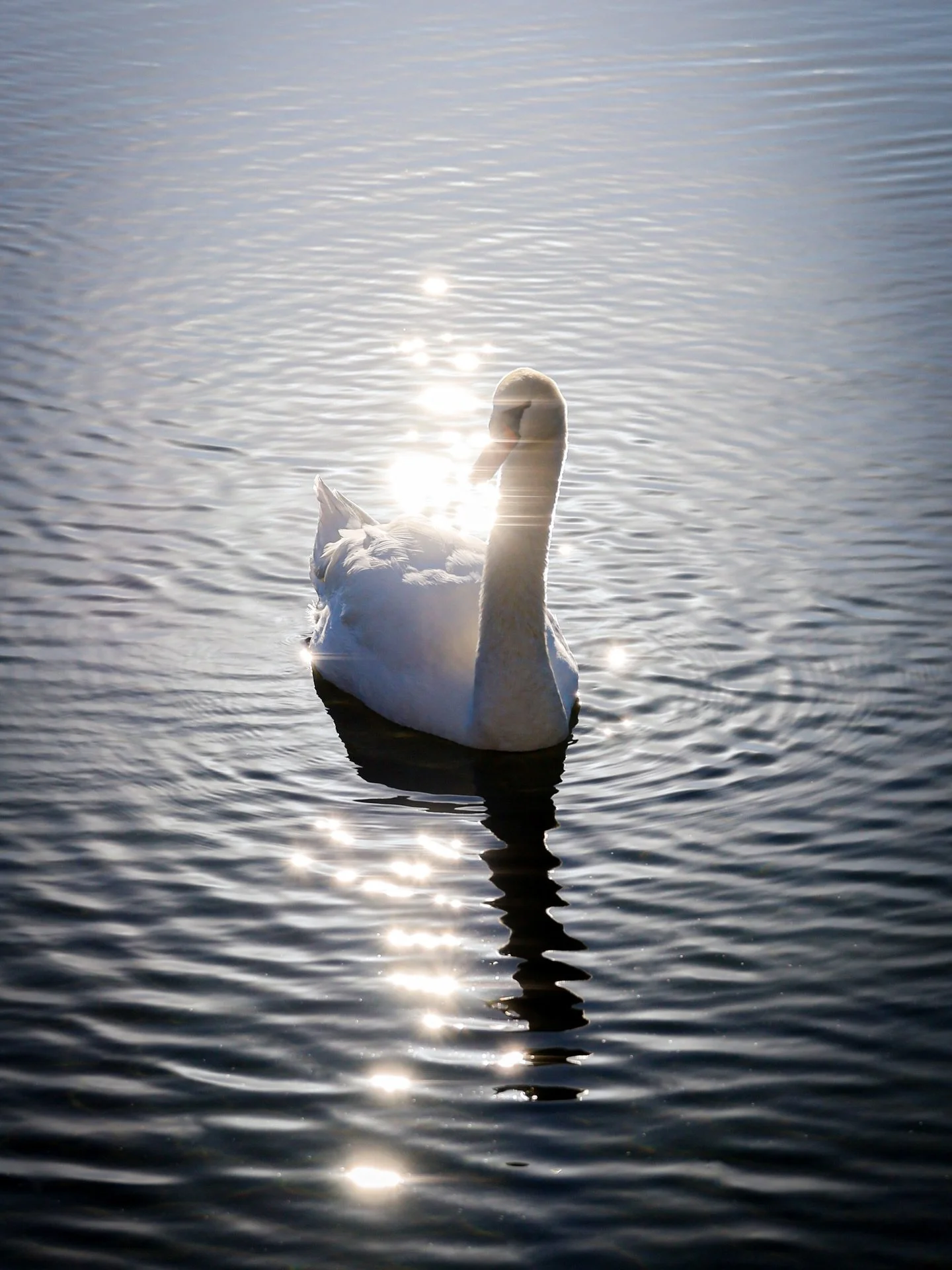 _
⁡
Silent strength
⁡
光っては消えて
言葉になりきれない
曖昧な静けさ
⁡
影に委ねては
時を漂う羽の音
⁡
あわいの余白に
ふわり佇む
⁡
⁡
⁡
⁡
⁡
#beautyinthemundane #swan #2025