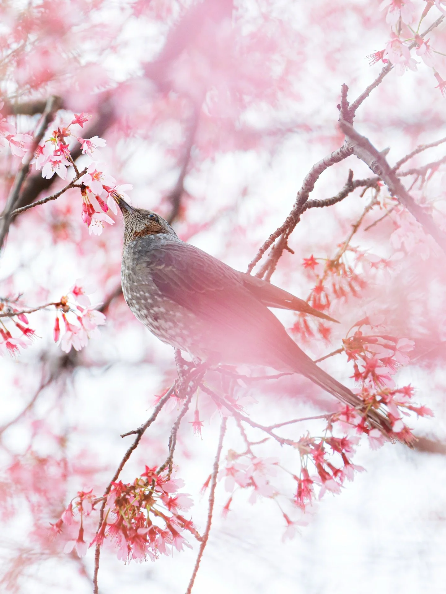 _
⁡
Spring awakens where birds sing ❀𓅂
⁡
⁡
⁡
#beautyinthemundane #spring #bulbul #ヒヨドリ