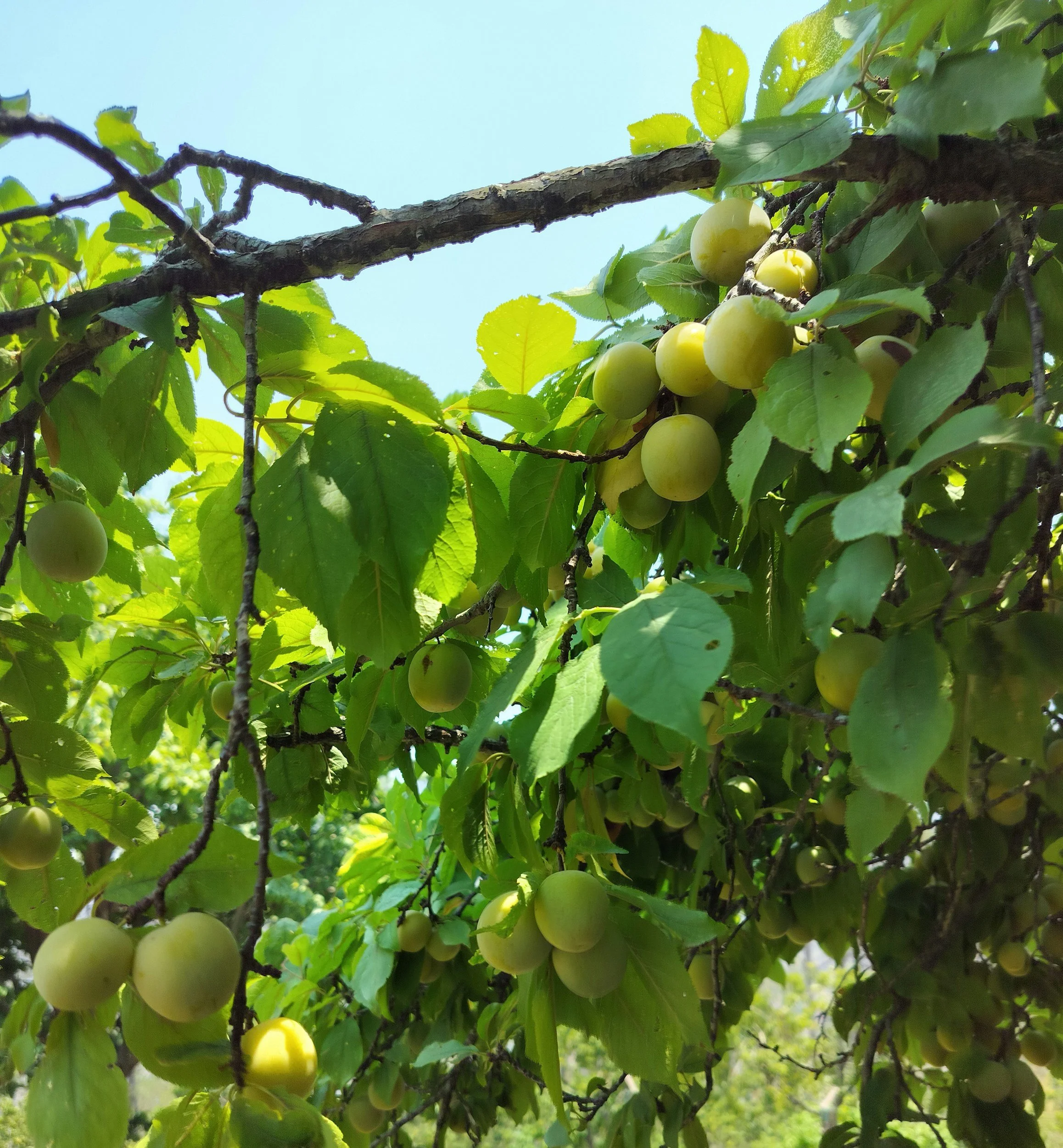 Reifer grüner Pfirsich an einem Ast mit grünen Blättern im Sonnenlicht.