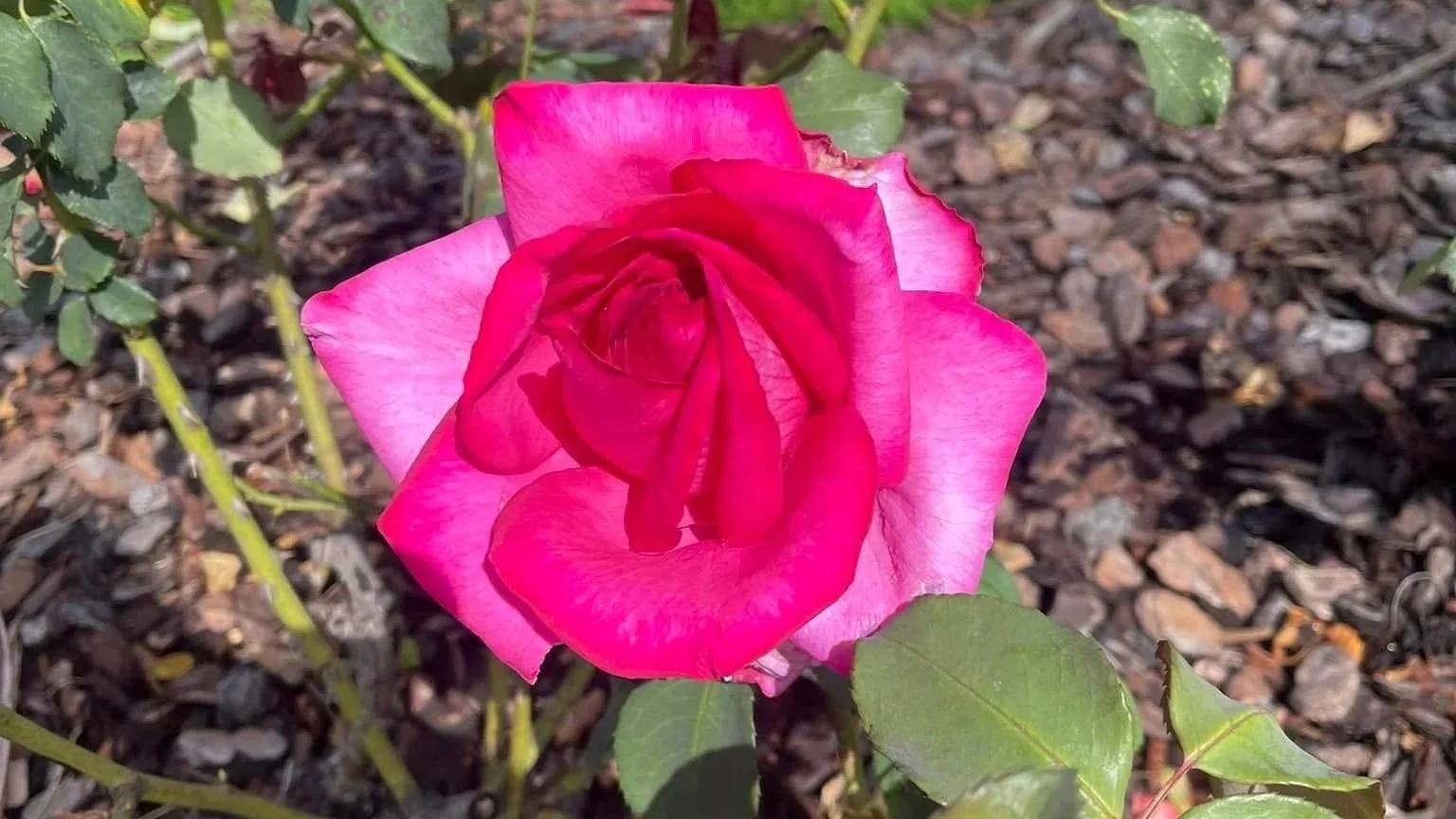 Close-up of a pink rose in a garden with green leaves.