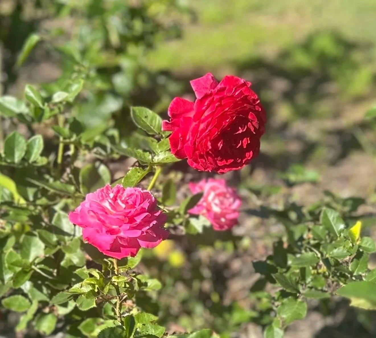 red+rose.jpg