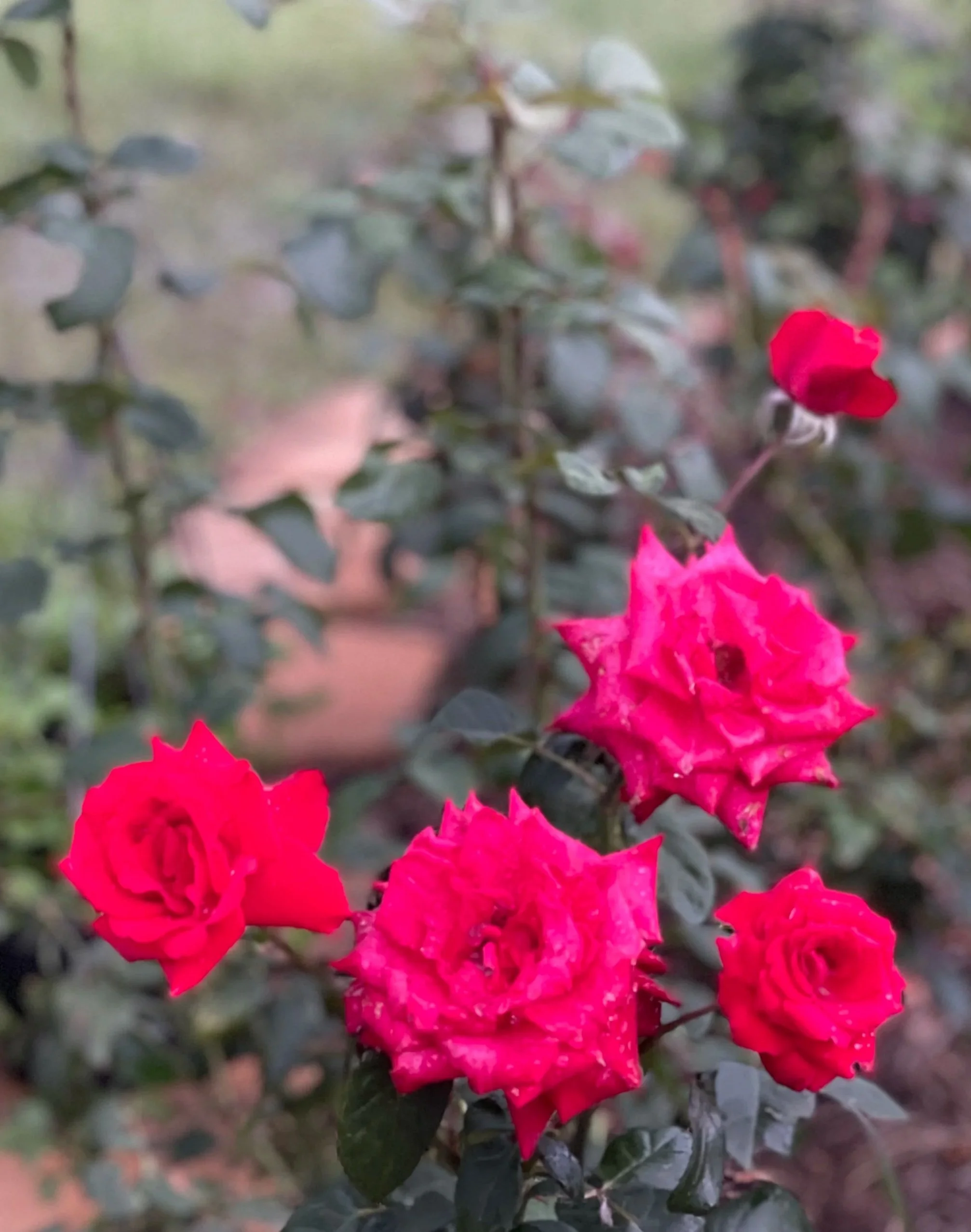Bright pink roses with some water droplets on petals, surrounded by dark green leaves, in a garden setting.