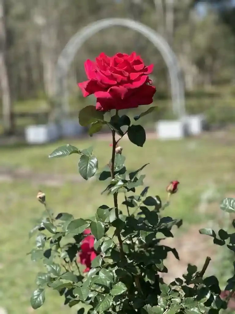 Red rose on a green stem with leaves in a garden, with a blurred background of trees and a white garden arch.