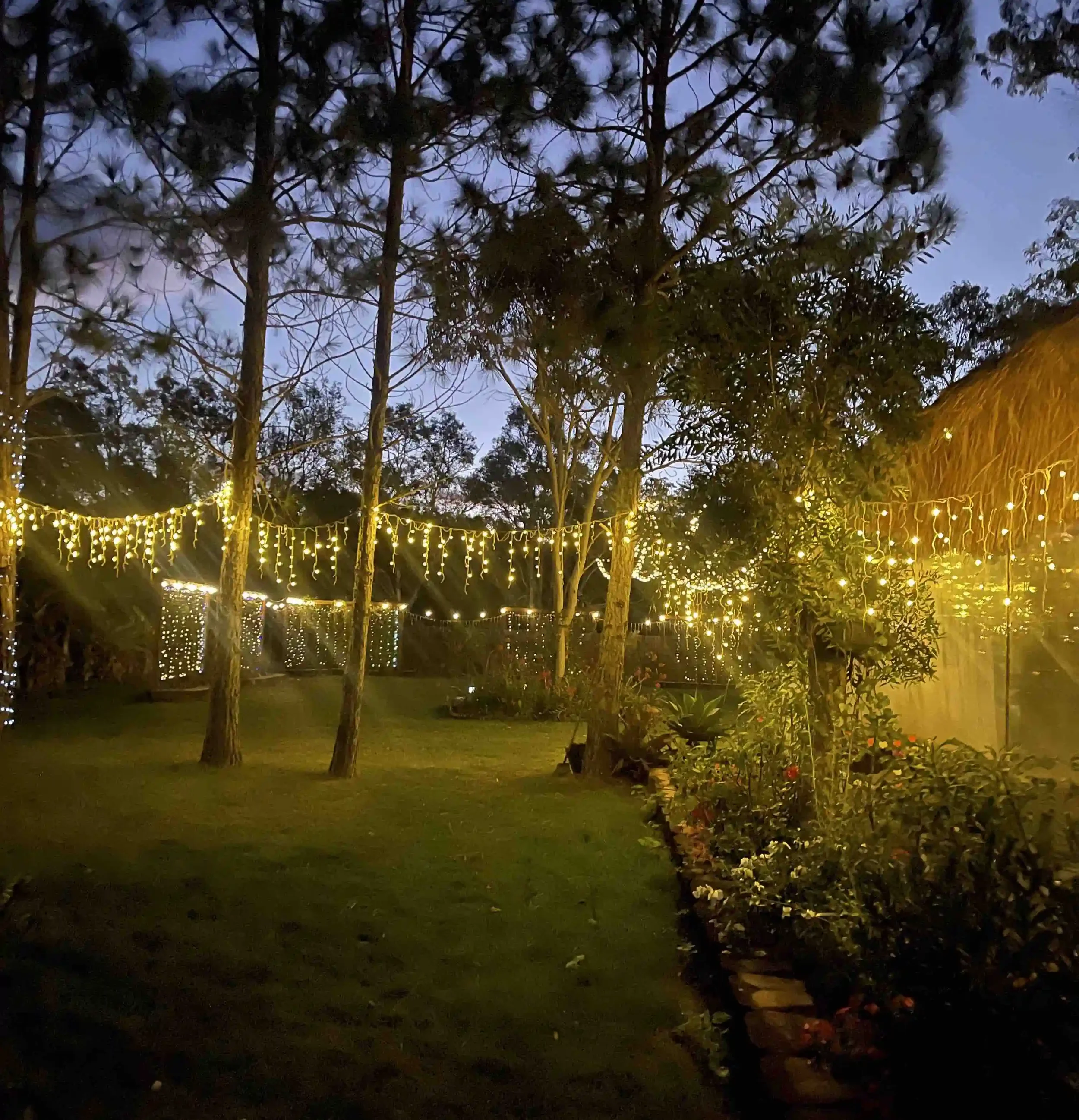 A backyard with trees decorated with string lights at dusk or evening, and a neatly maintained grass lawn.