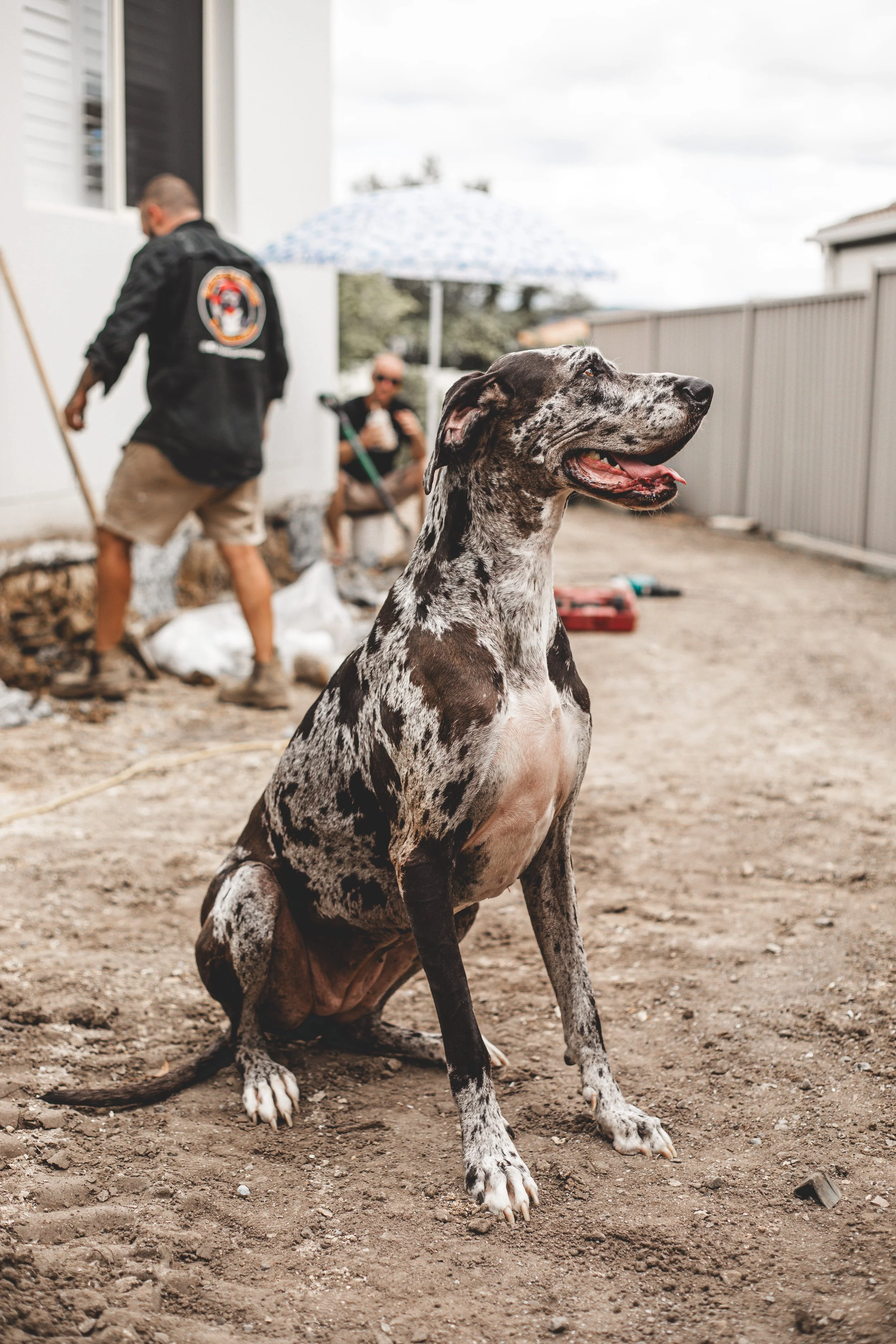 Blue Dog Professional Photos-19.jpg