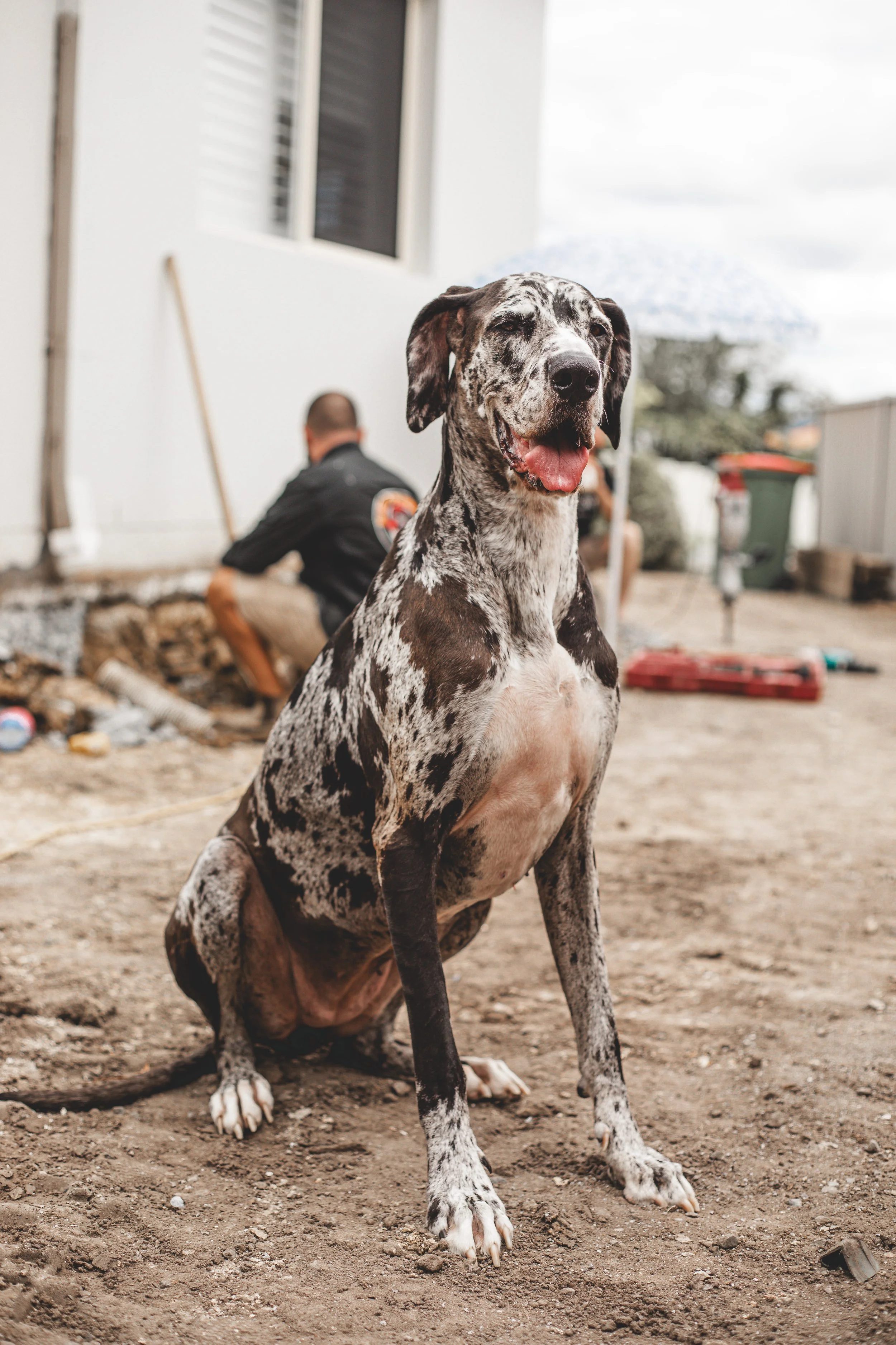 Blue Dog Professional Photos-23.jpg
