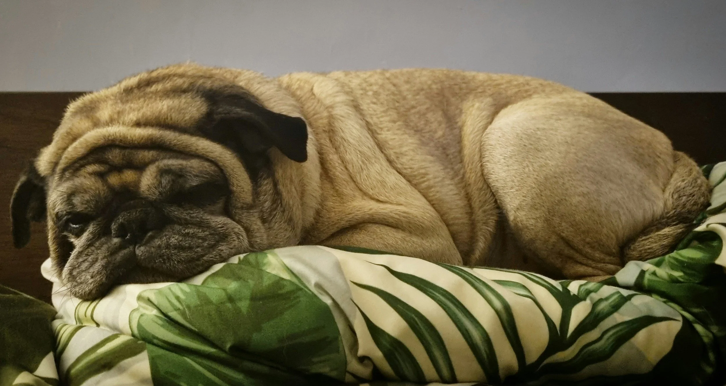 A sleeping pug dog lying on a bed with green leaf-patterned bedding.