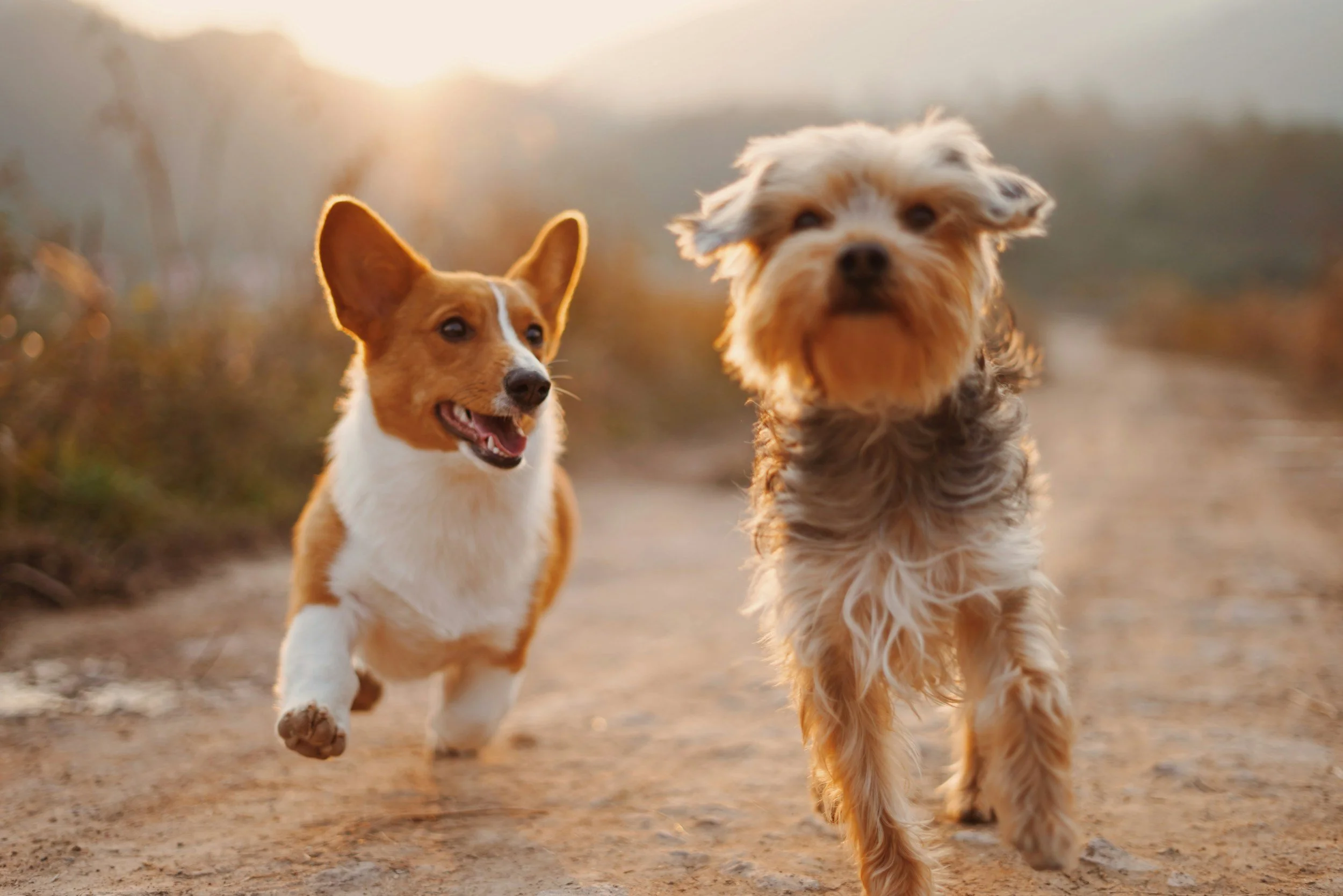 Two dogs running on a dirt trail in a natural outdoor setting during sunset, one with a tan and white coat and the other with a grayish coat.