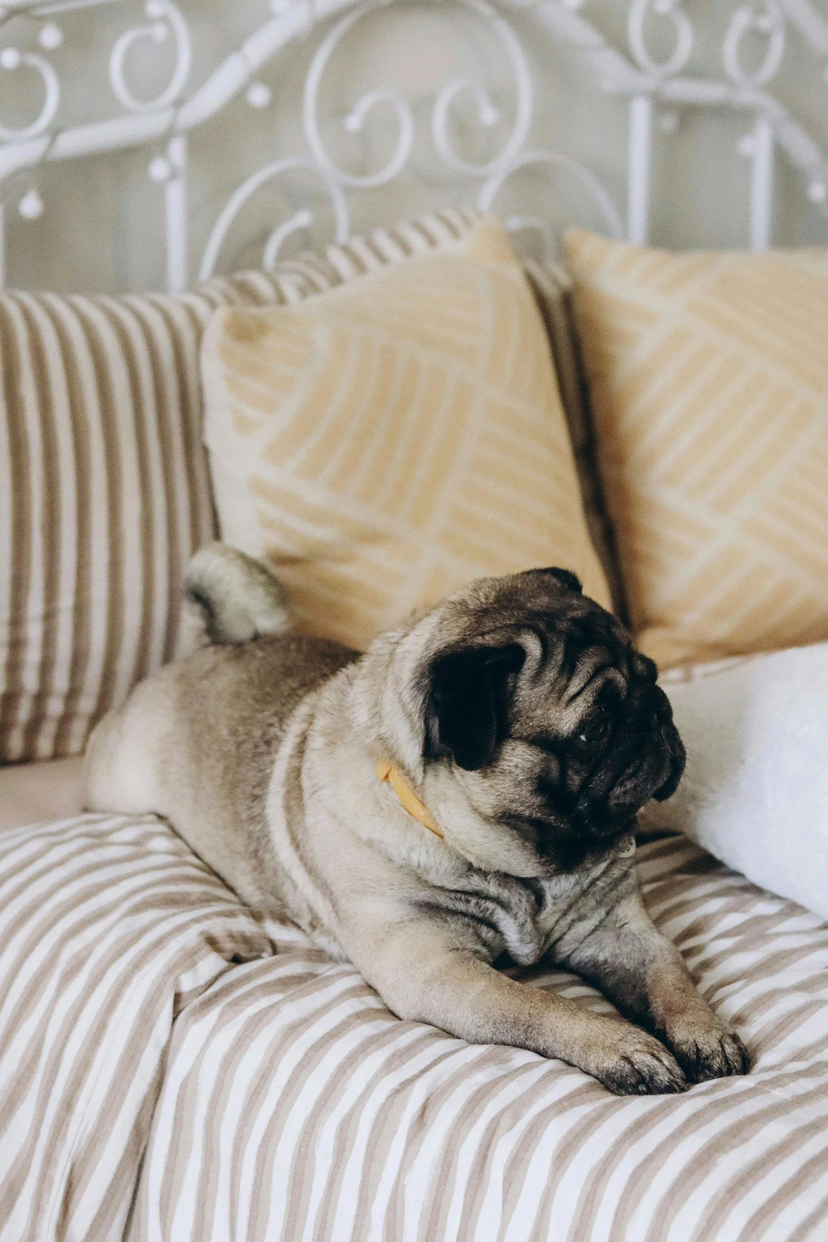 A pug puppy lying on a striped bed with beige and cream pillows and a white ornate metal headboard in the background.