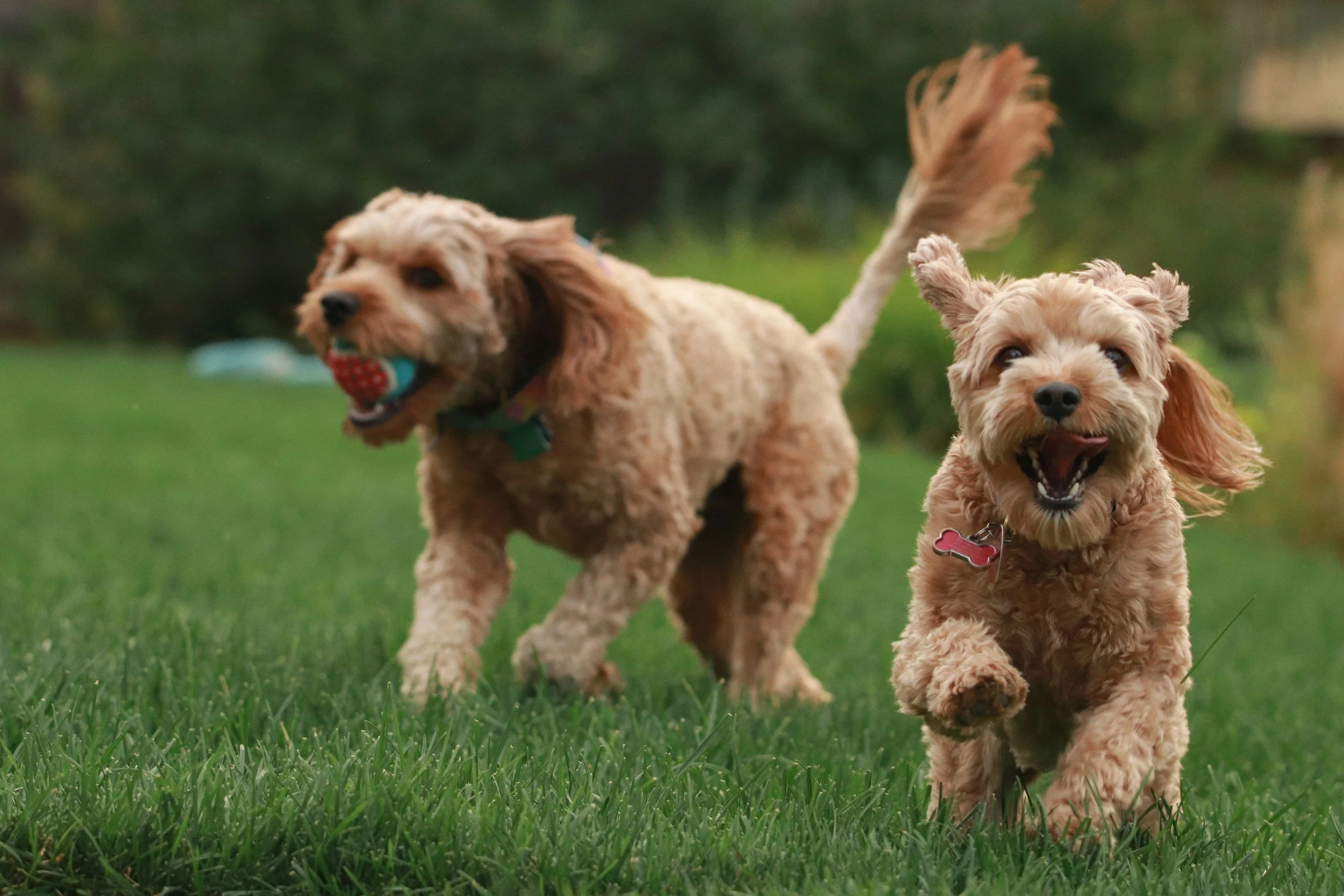Two small, curly-haired dogs playing on a green lawn. One dog is running towards the camera while the other holds a ball in its mouth.