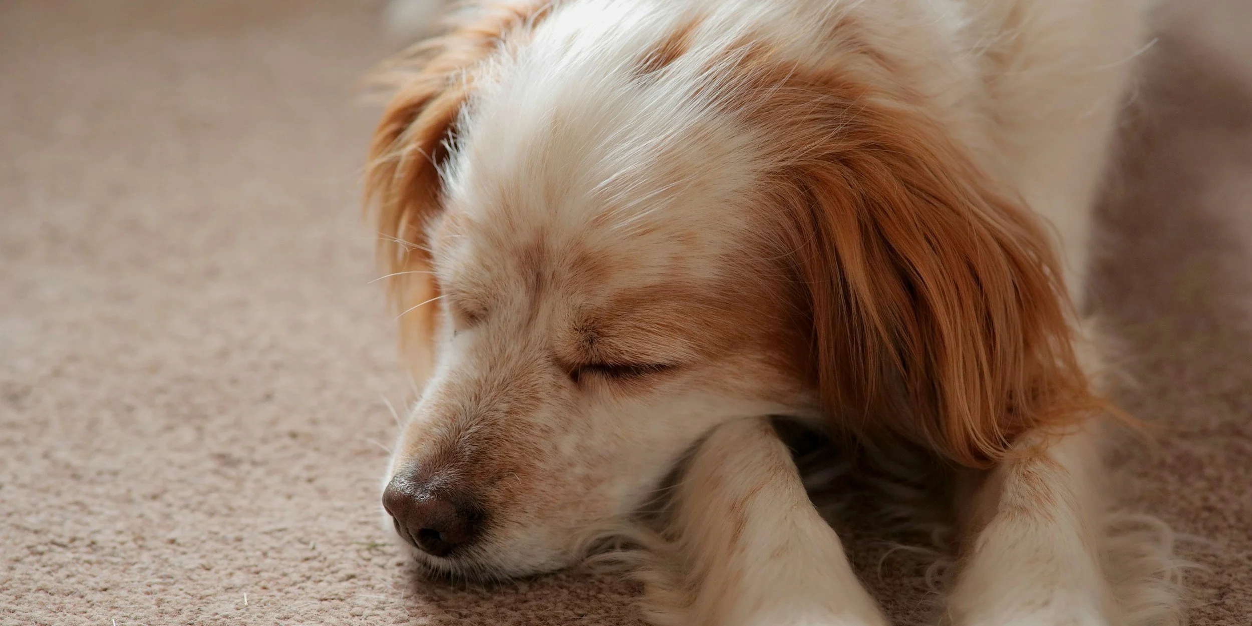 A close-up of a sleeping dog with white and light brown fur, lying on a beige carpet.