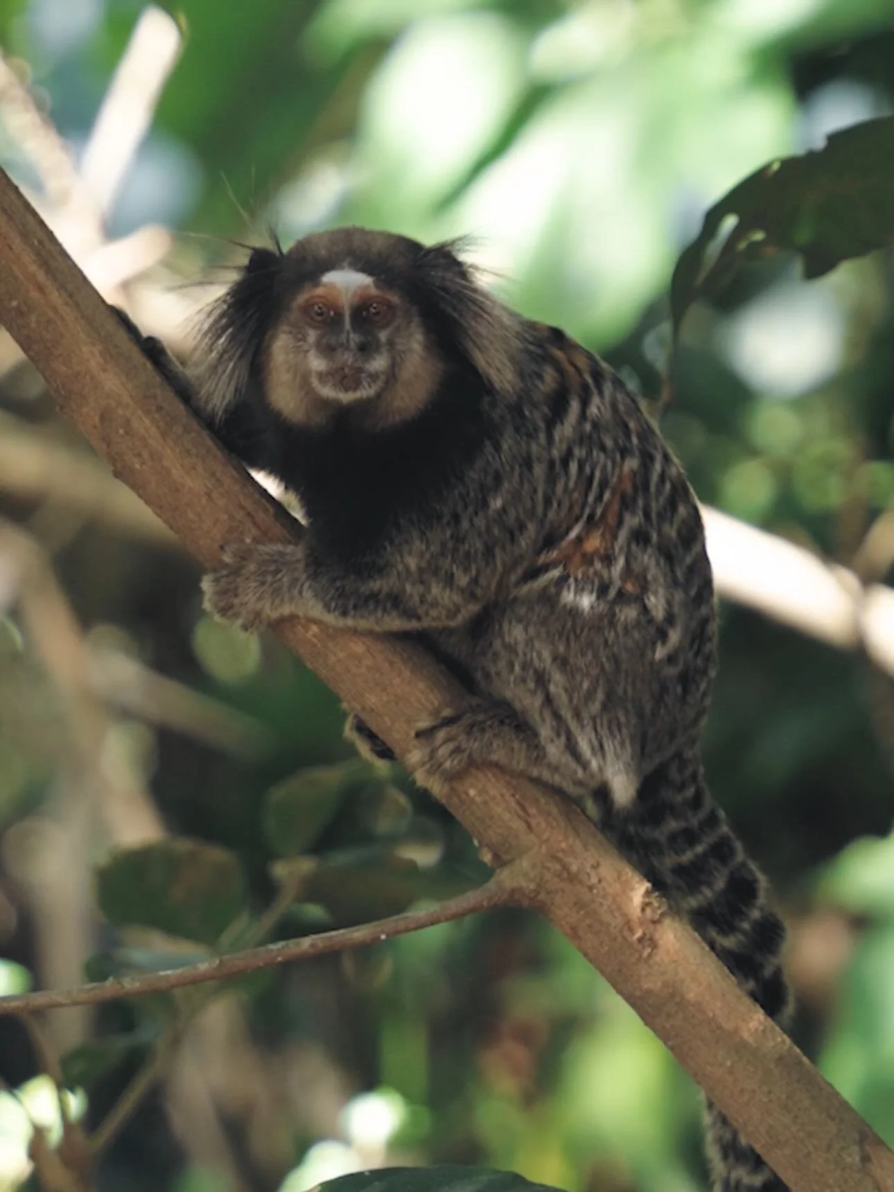 Impress&otilde;es da selva 🌿✨

#islandlife #junglevibes #slowliving #boutiquevilla #healingnature