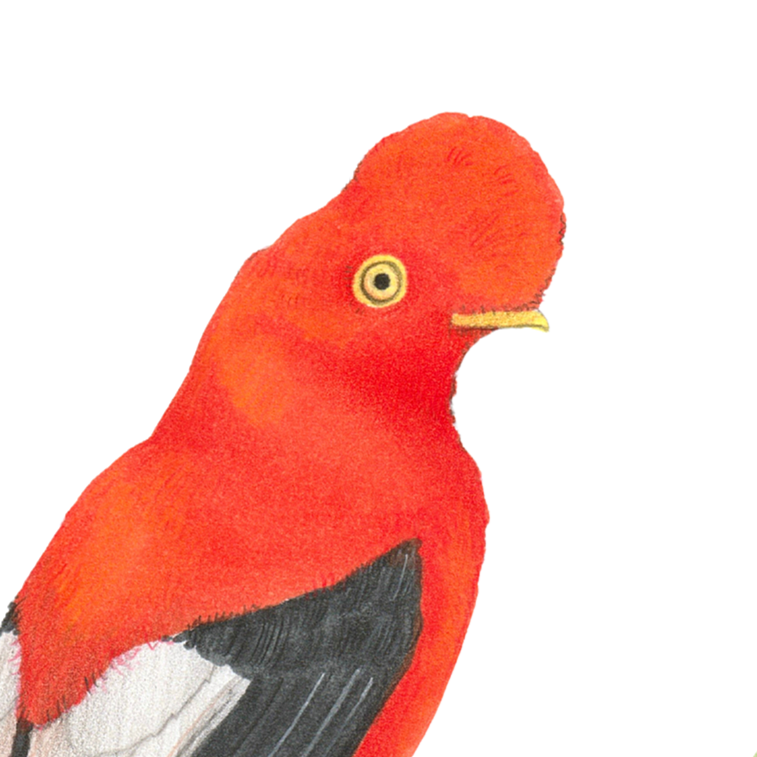 Galah%2BCockatoo-3.png